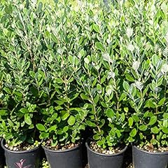 Feijoa sellowana piante usato  Spedito ovunque in Italia 