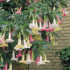 Brugmansia angels trumpet for sale  Delivered anywhere in Ireland