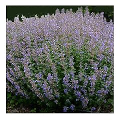 Nepeta faasenii clear for sale  Delivered anywhere in UK