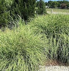 Dwarf zebra grass for sale  Delivered anywhere in USA 