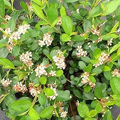 Ground hug aronia for sale  Delivered anywhere in USA 