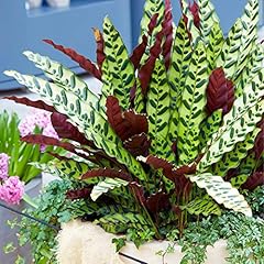 Calathea lancifolia korbmarant gebraucht kaufen  Wird an jeden Ort in Deutschland