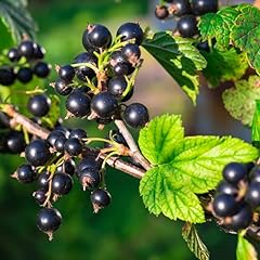Black currant bush for sale  Delivered anywhere in USA 