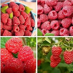 Creative giant red for sale  Delivered anywhere in UK