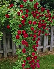 Juan rose bush for sale  Delivered anywhere in USA 