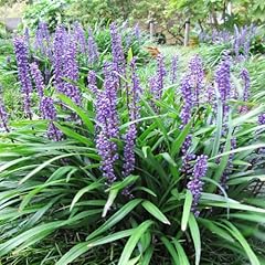 Chuxay garden liriope for sale  Delivered anywhere in USA 