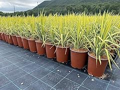 Yucca flaccida golden usato  Spedito ovunque in Italia 