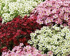 Saxifraga mixed alpine for sale  Delivered anywhere in Ireland
