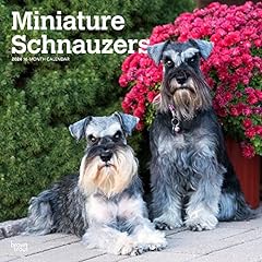 Miniature schnauzers 2024 for sale  Delivered anywhere in USA 