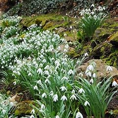 Chuxay garden snowdrop for sale  Delivered anywhere in USA 
