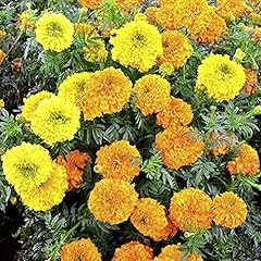 Marigold indian kushi for sale  Delivered anywhere in UK