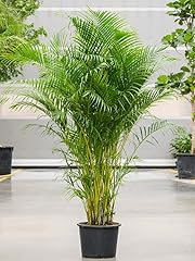 Air purifying houseplant for sale  Delivered anywhere in UK