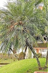 Pygmy date palm for sale  Delivered anywhere in USA 