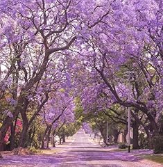 Tomorrowseeds jacaranda purple for sale  Delivered anywhere in USA 