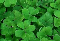 Shamrock seeds trifolium for sale  Delivered anywhere in UK