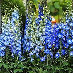 Blue bell delphinium for sale  Delivered anywhere in USA 