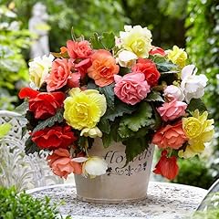 Cemeha seeds seeds for sale  Delivered anywhere in USA 