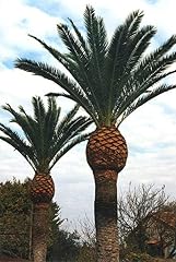 Canary island date for sale  Delivered anywhere in USA 