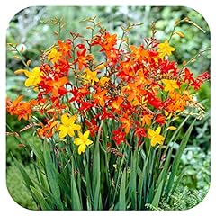 Crocosmia small flowering for sale  Delivered anywhere in UK
