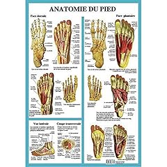 Anatomie pied planche d'occasion  Livré partout en France