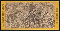 Historicalfindings photo grape for sale  Delivered anywhere in USA 