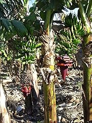 Indische banane musa gebraucht kaufen  Wird an jeden Ort in Deutschland