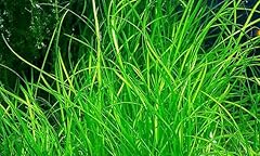Bunch vallisneria nana d'occasion  Livré partout en France