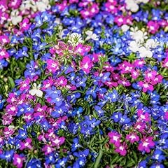 Carbeth plants lobelia for sale  Delivered anywhere in UK