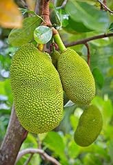 Lịve plạnt jạckfrụịt for sale  Delivered anywhere in USA 