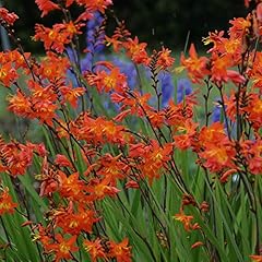 Crocosmia prince orange for sale  Delivered anywhere in UK