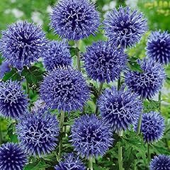 Banater kugeldistel blue gebraucht kaufen  Wird an jeden Ort in Deutschland
