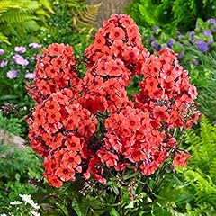 Votaniki orange perfection for sale  Delivered anywhere in USA 