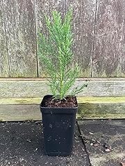 Giant redwood sequoiadendron for sale  Delivered anywhere in UK