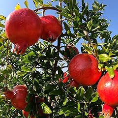 Pianta melograno vaso usato  Spedito ovunque in Italia 
