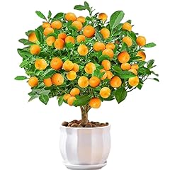 Calamondin citrus granulated for sale  Delivered anywhere in USA 