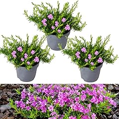 Phlox subulata pack for sale  Delivered anywhere in Ireland