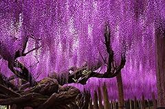 Wisteria seeds blue for sale  Delivered anywhere in USA 