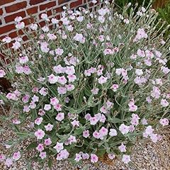 Rose campion lychnis for sale  Delivered anywhere in UK