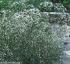 Gypsophila elegans covent for sale  Delivered anywhere in UK