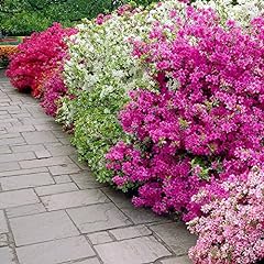 Chuxay garden azalea for sale  Delivered anywhere in USA 