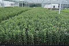X20 holly hedging for sale  Delivered anywhere in UK
