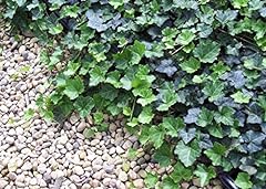 Thorndale english ivy for sale  Delivered anywhere in USA 