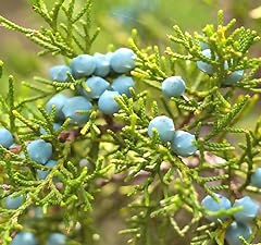 Cedar dogwood pine for sale  Delivered anywhere in USA 