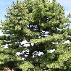 Eastern white pine for sale  Delivered anywhere in USA 