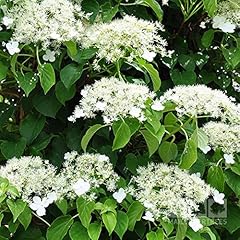 Climbing hydrangea plants for sale  Delivered anywhere in UK