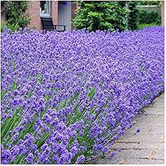 Lavendula english dwarf for sale  Delivered anywhere in UK