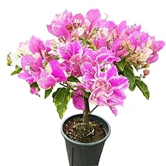 Bougainvillea pink seedling for sale  Delivered anywhere in UK