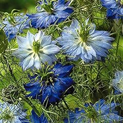 Nigella damascena moody for sale  Delivered anywhere in UK