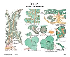 Denoyer geppert fern for sale  Delivered anywhere in USA 