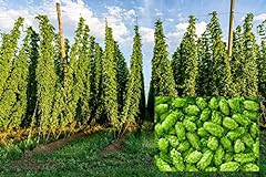 Common hops seeds for sale  Delivered anywhere in USA 